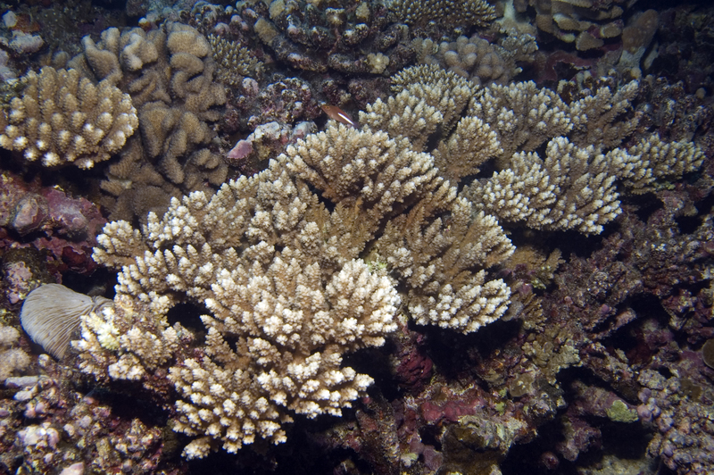 Acropora striata